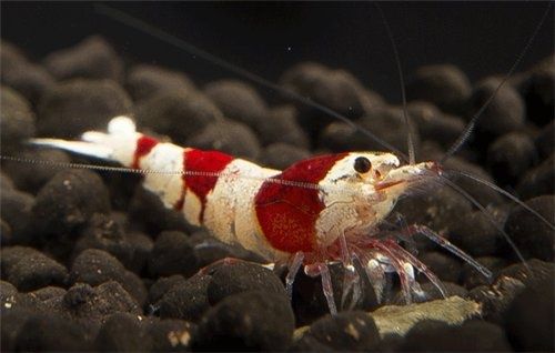 Krewetka Crystal red Biało czerwona