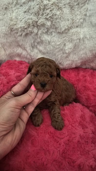 Pudel Miniaturowy Red sunia pakiet badań genetycznych!!