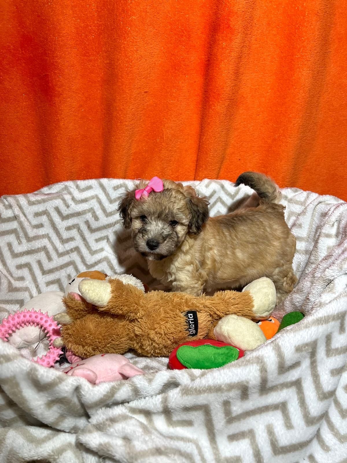 Caniche  toy linda menina