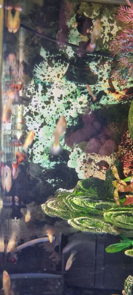 Guppys peixes de aquario