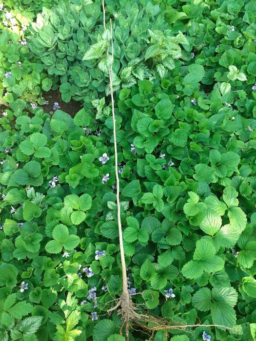 Сажанці гібіскуса