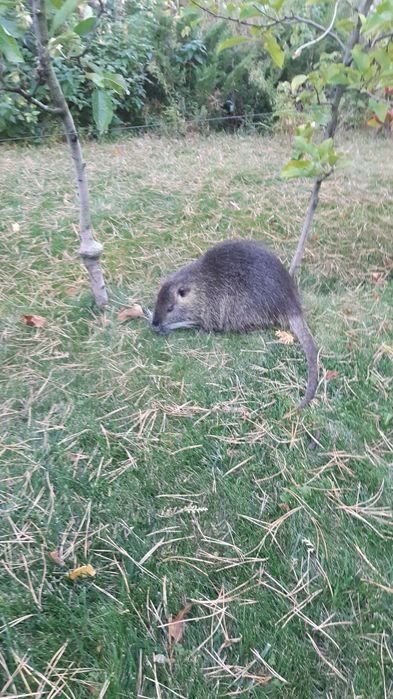 Продам маленьких нутнят. Самці на племя