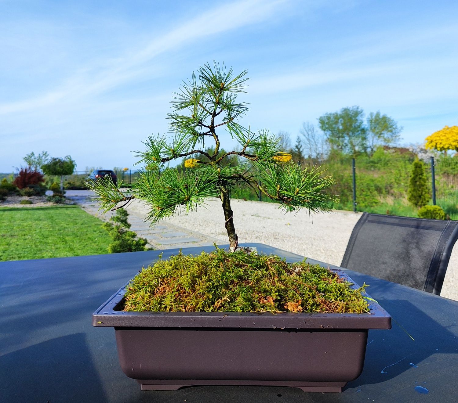 Sosna Wejmutka "Ontario" 35 cm materiał na bonsai