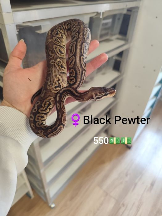 "Zbożowe węże samiczki