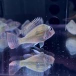 Ziemiojad geophagus sveni
