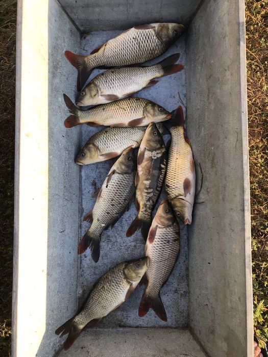 Продам Короп 250-350г