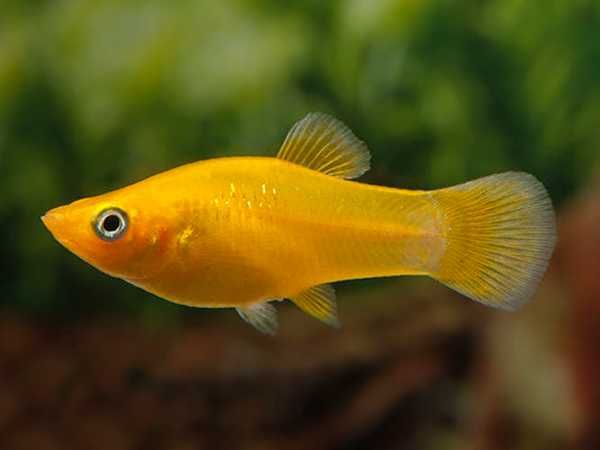 Molinezja ostrousta złota - Poecilia sphenops - dowóz, wysyłka