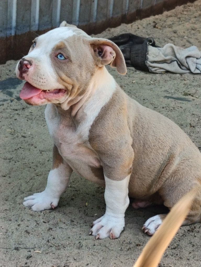 American bully ABKC pies tricolor