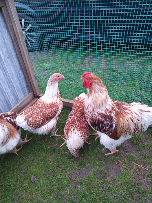 Wyandotte, Wajandotta wielbłądzia - kury i koguty