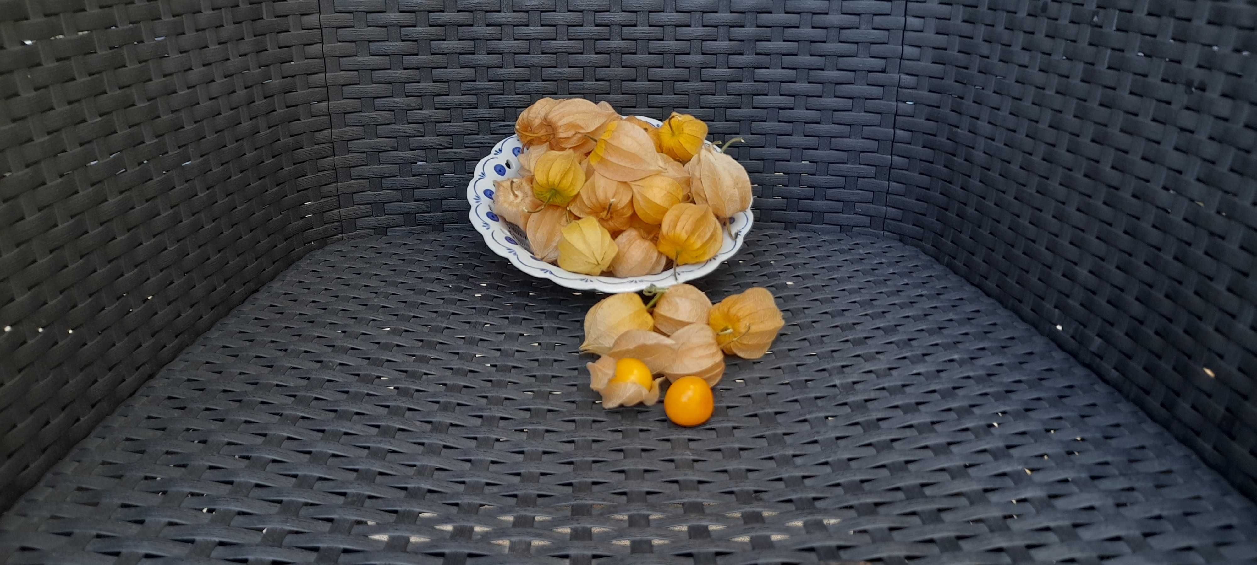 Fisalis ou tomate capucho