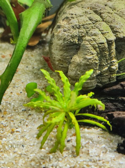 REZERWACJA! Akwarium komplet Aquael 25l energooszczędny zestaw z życie