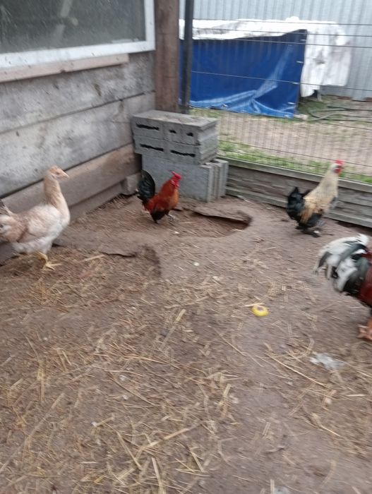 Sprzedam koguta liliputa