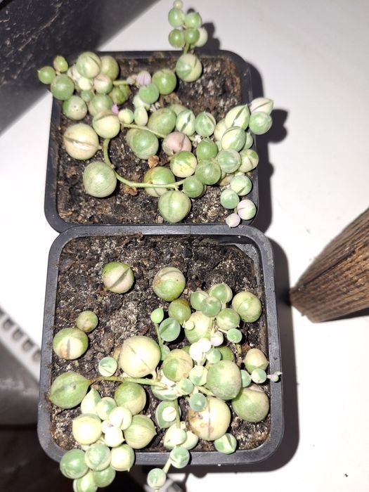 Роулі вареегатне