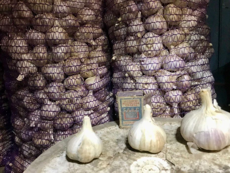 Продам часник сорт «Любаша» (зимовий)