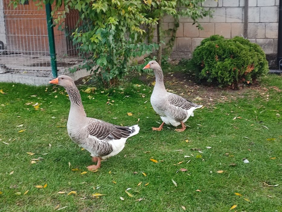 Sprzedam gęsi landes