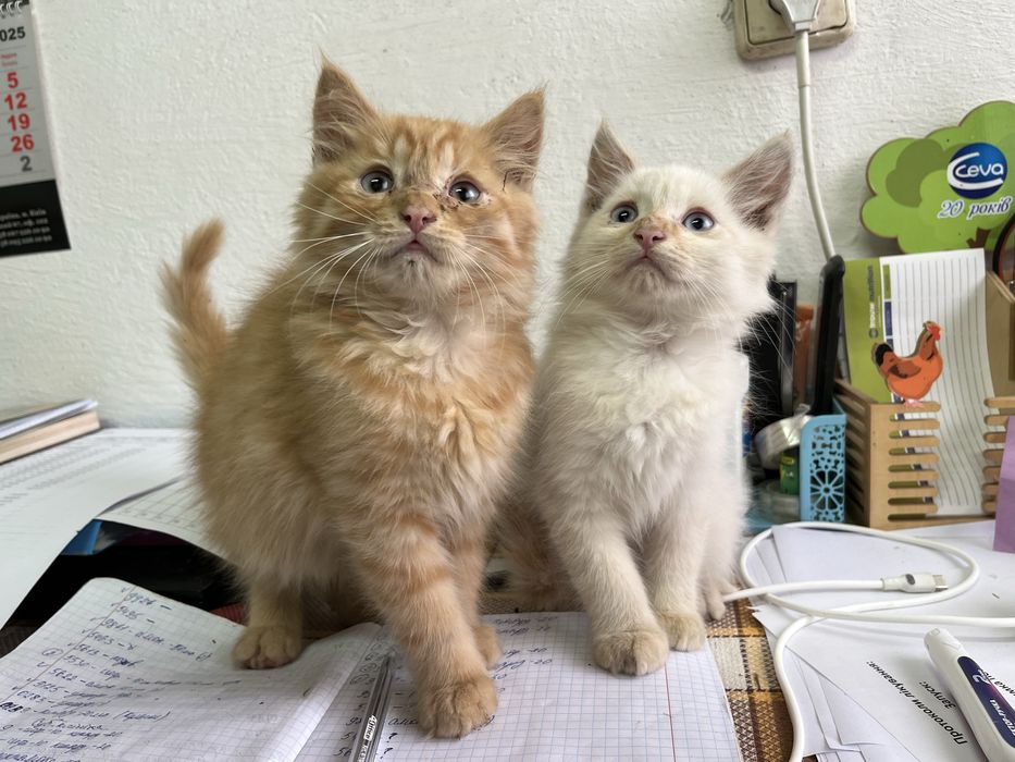 Котенята , які потребують вашої любові