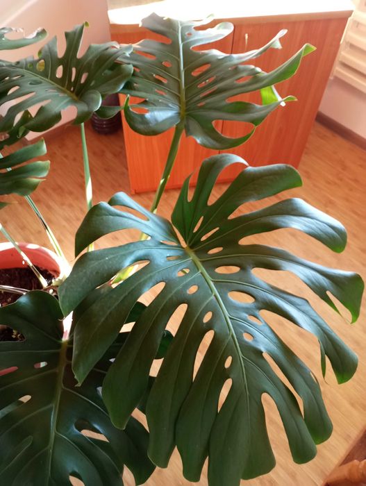Монстера делікатесна. Monstera Deliciosa