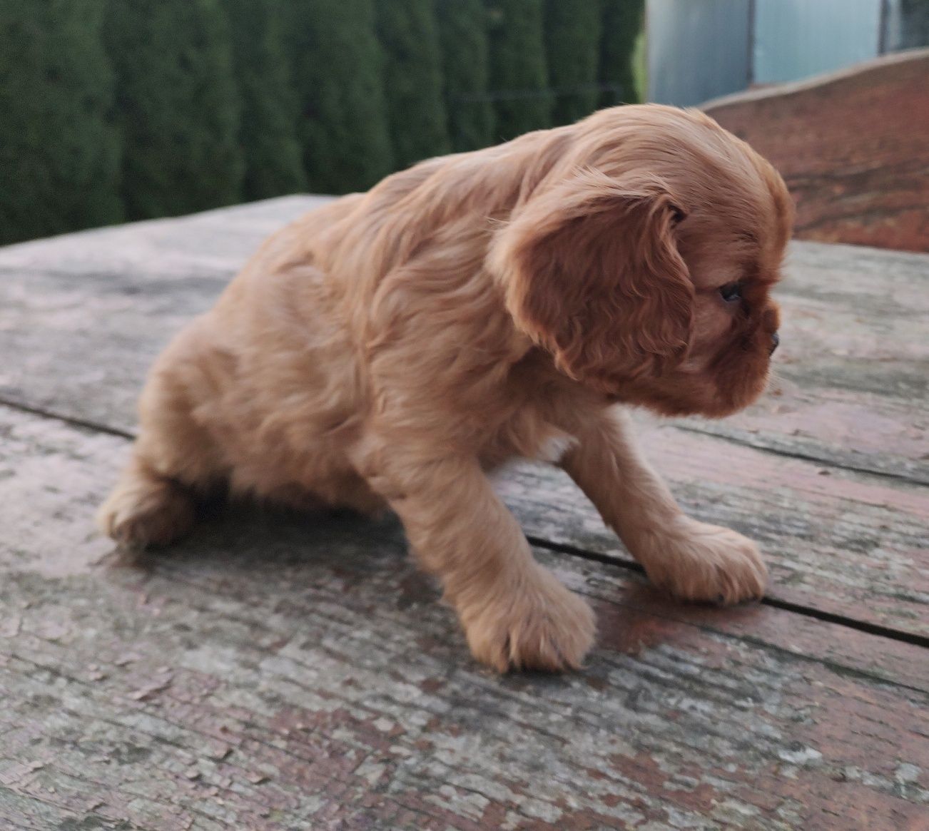Cavalier King Charles Spaniel Piesek Ruby