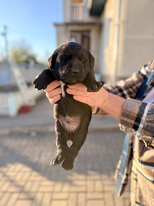 Цуценята лабрадора