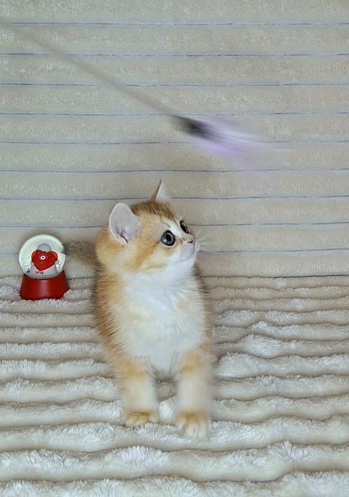 Золота шиншила кошеня.