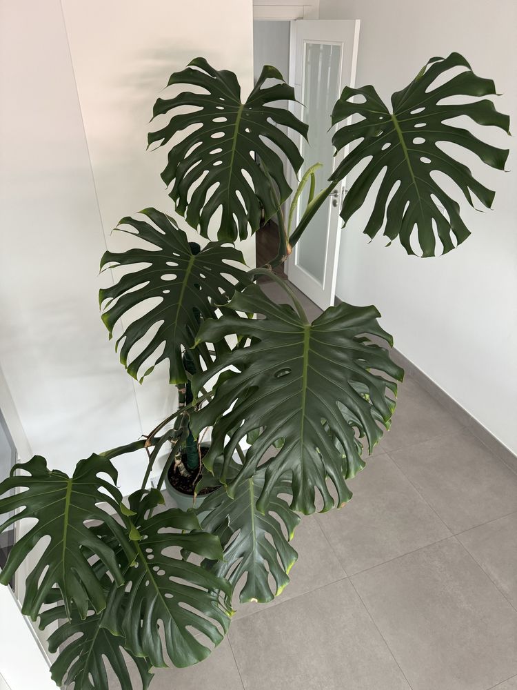 Monstera deliciosa gigante
