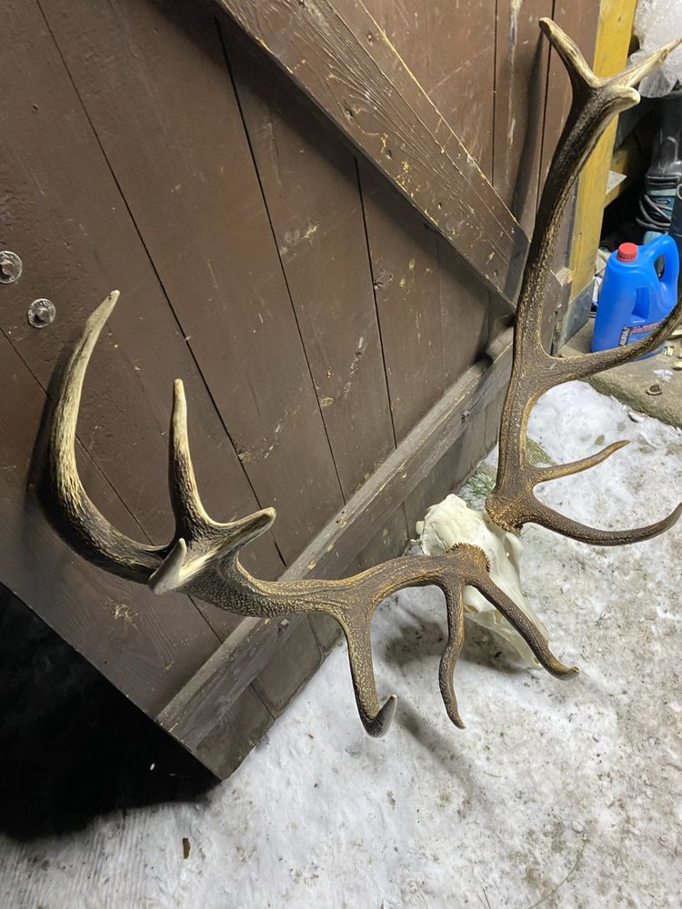 Poroże wieniec jelenia 14staka 6,5kg