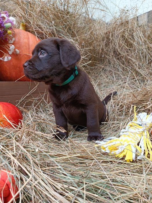 Лабрадор Ретривер