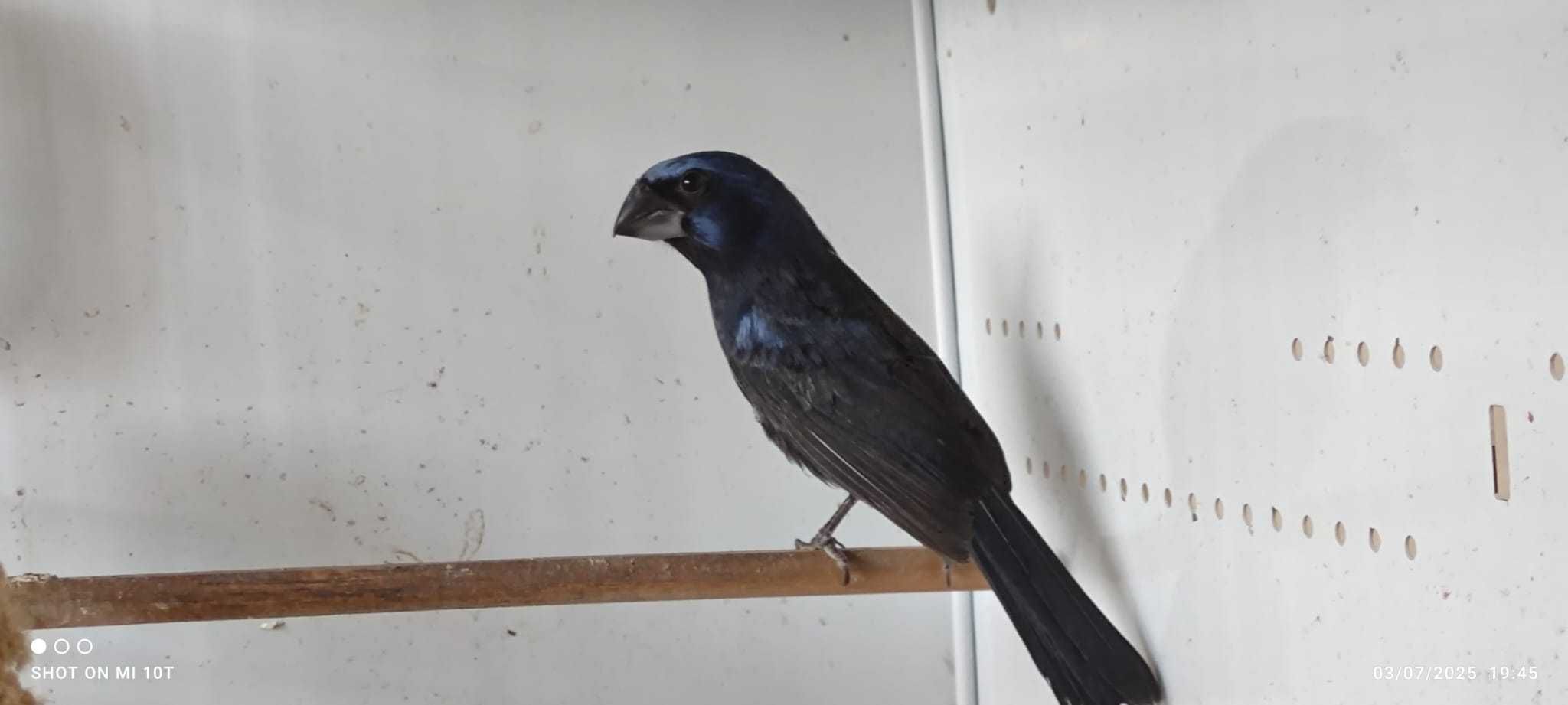 Azulão (Cyanocompsa brissonii)