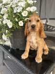Cocker spaniel angielski
