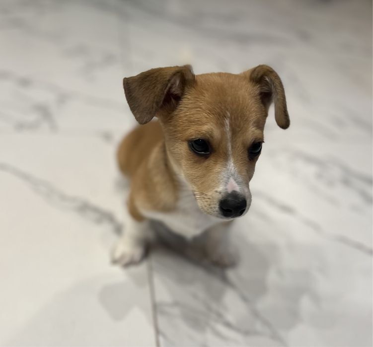 Szczeniaki do adopcji