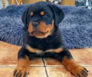 Rottweiler szczenię FCI samiec