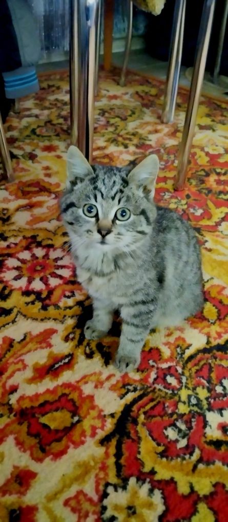 Віддам 3 котів в добрі руки м.Сарни, зателефонуйте-номер +380660396671
