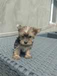 Mini suczka Yorkshire Terrier Ocean Pearl
