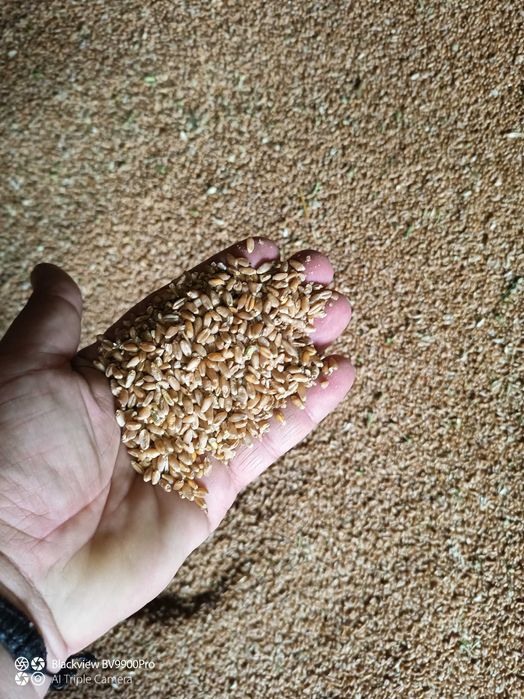 Пшениця на корм 2025