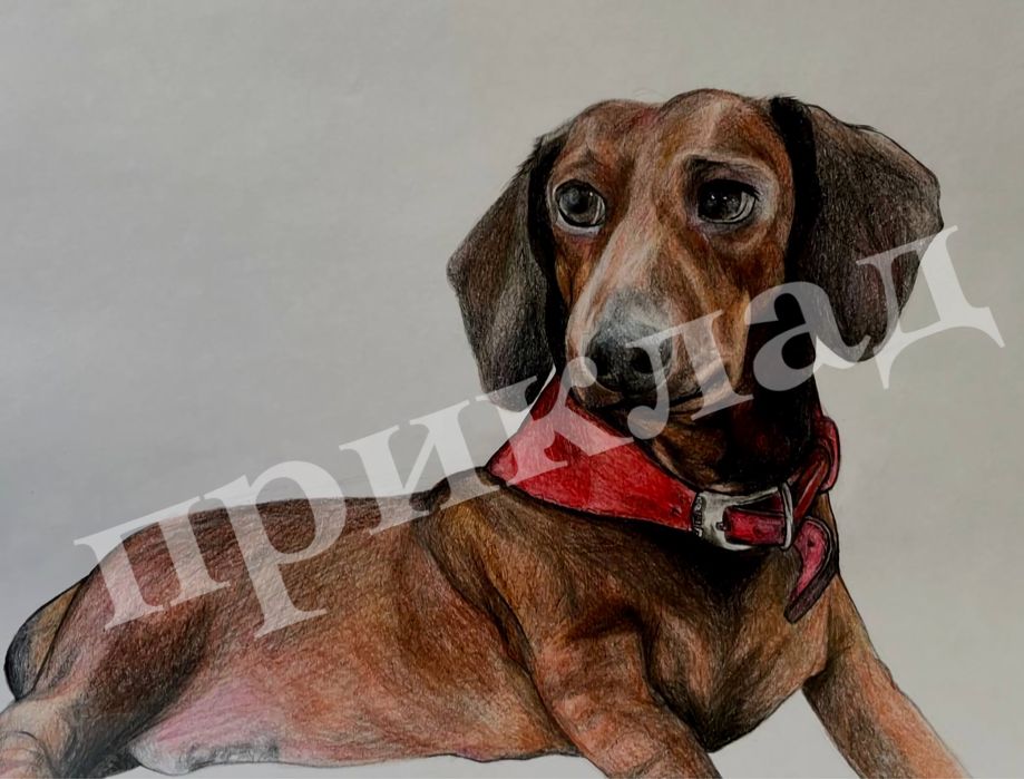 продаю малюнки , портрети, намалюю ваших домашніх улюбленців
