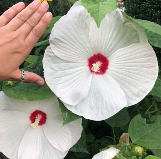 Hibiskusy bylinowe /błotne, bagienne/