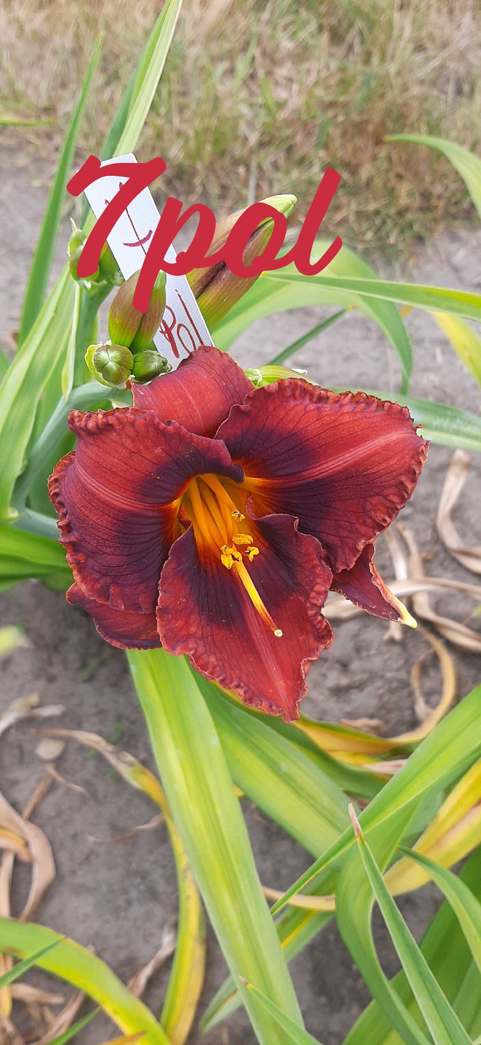 Liliowce odmianowe