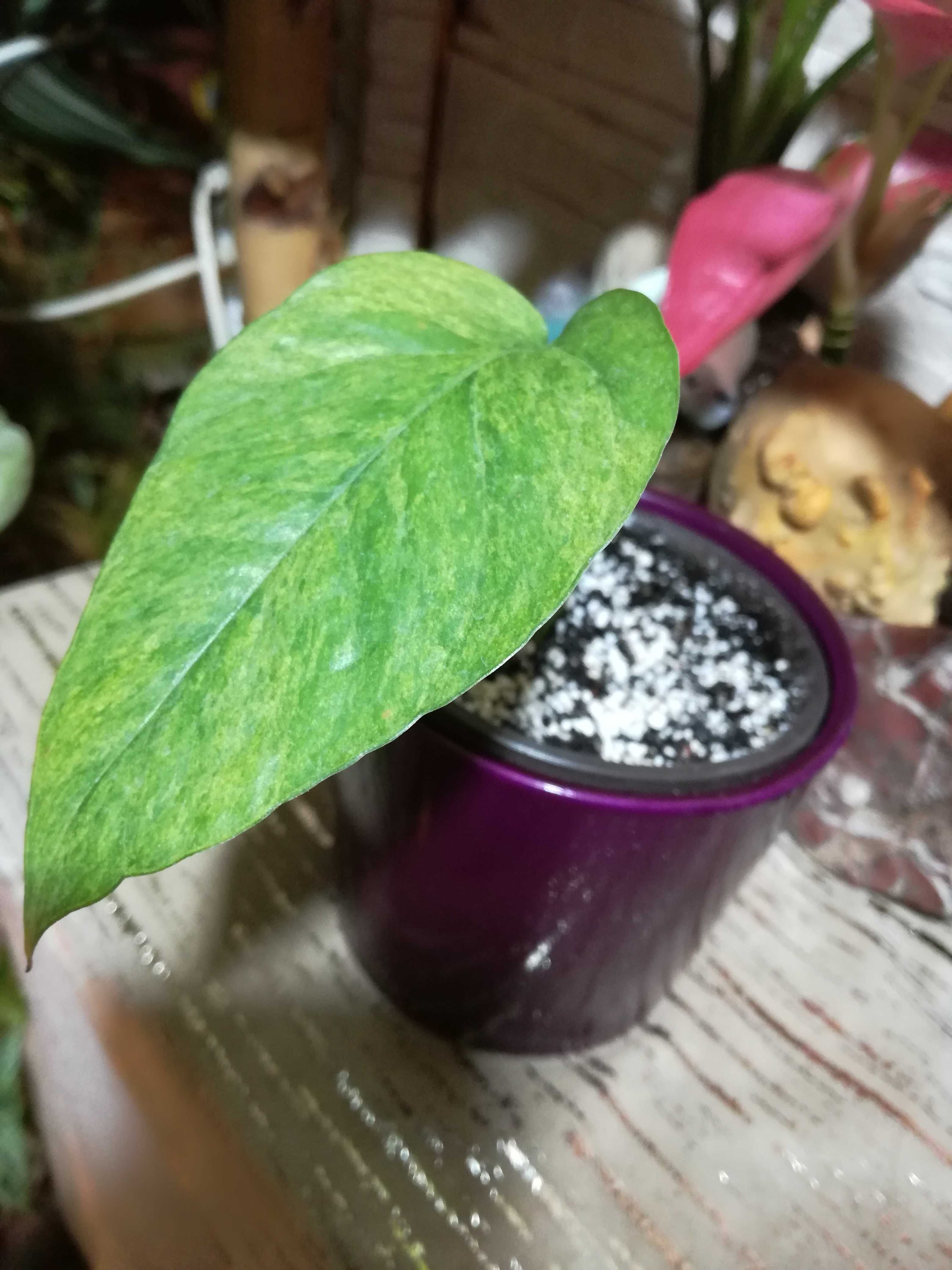 INTERNATIONAL Epipremnum Pinnatum Mint Variegata philodendron monstera