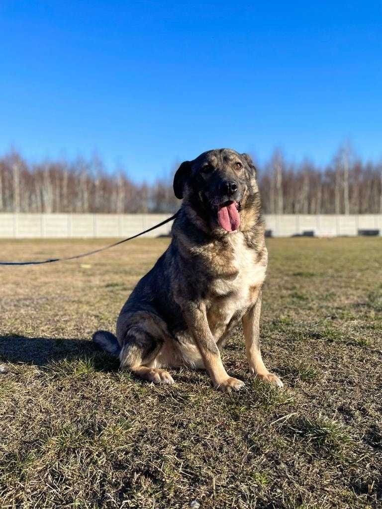 Misiek - kochany, duży psiak do adopcji :)