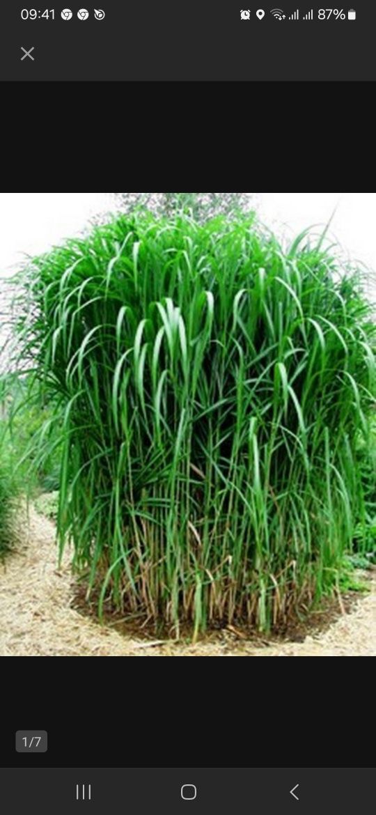 Miskant olbrzymi (trawa bambusowa)