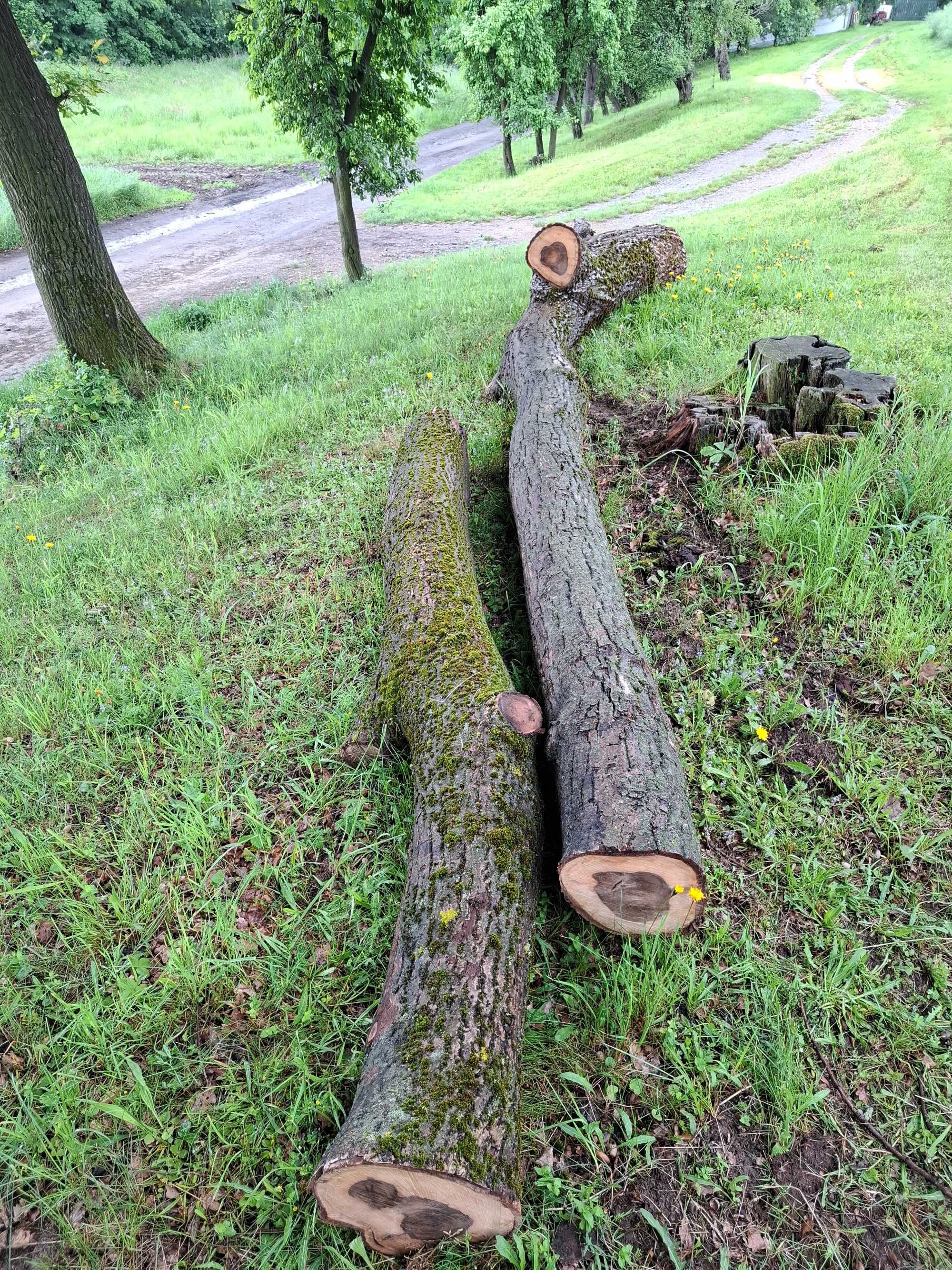 Drzewo orzech, pień drzewa