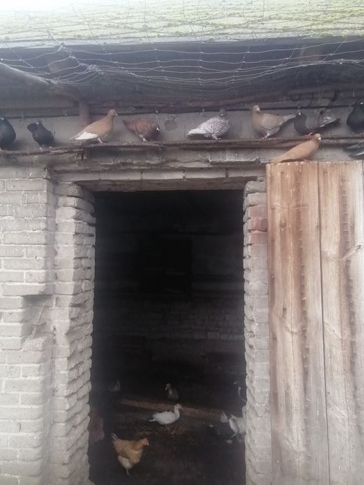 Gołębie pocztowe i inne