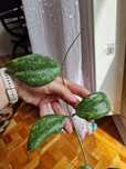 Hoya Wibergiae 2 wezly 3 liscie