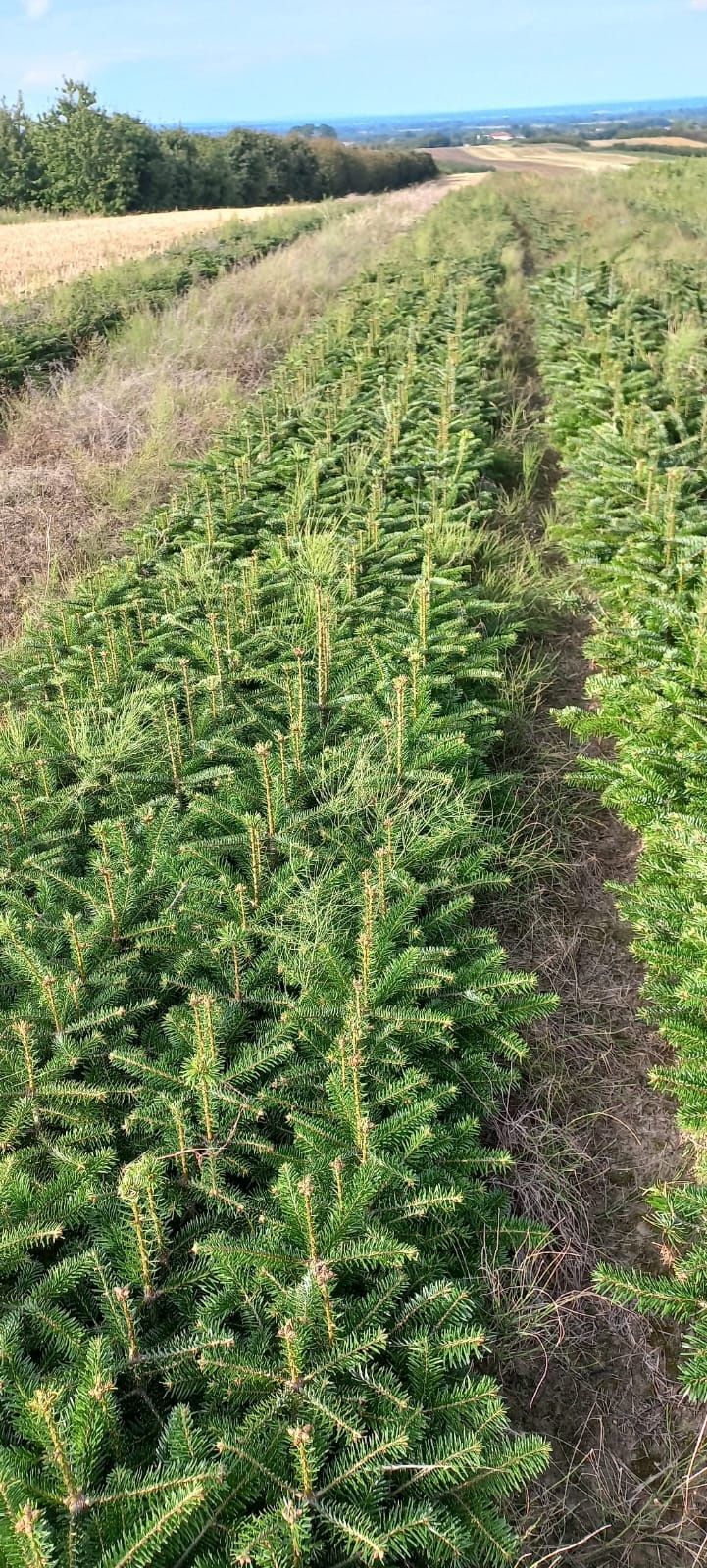 Jodła kaukaska 4 letnia 30 cm sadzonki abies choinki