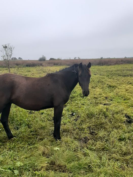 Продається кобила і лошиця (с. Вузлове Шептицький р-н)