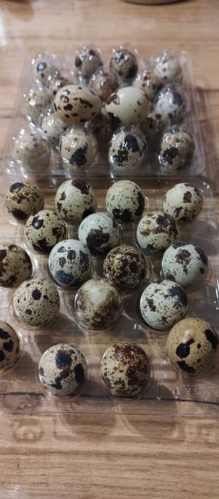 Jajka lęgowe przepiórki japońskiej jajeczka nioska mix kolorów 100szt