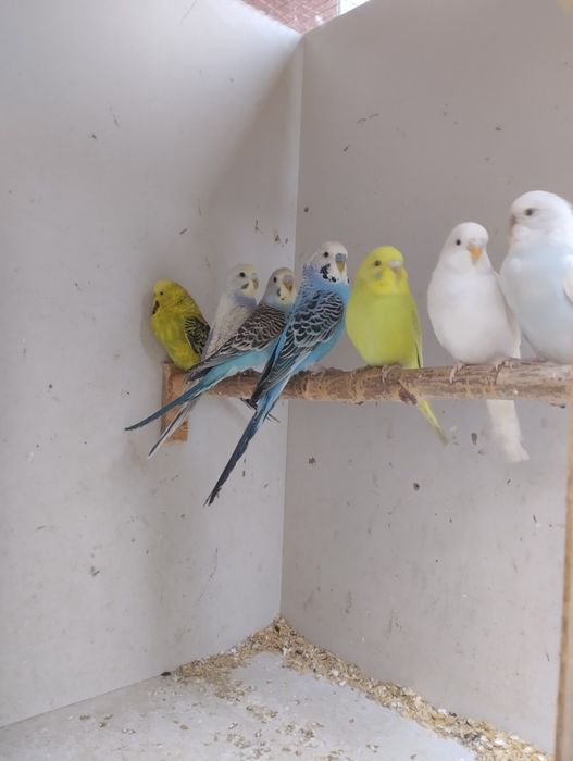 Papugi faliste i zeberki rudopiersne