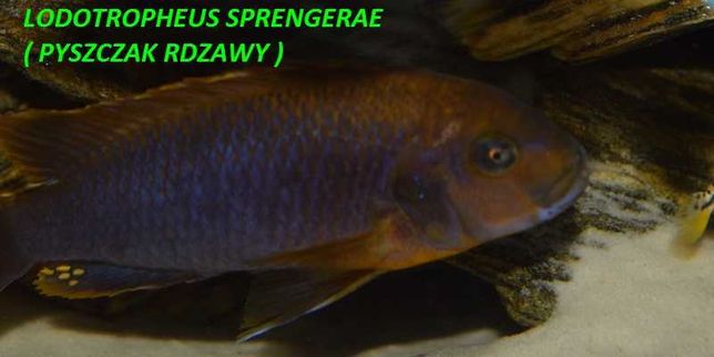 pyszczaki Iodotropheus Sprengerae ( pyszczak Rdzawy )