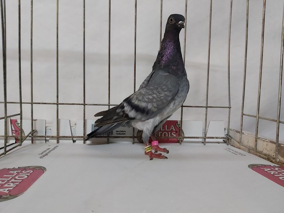 Gołębie Deresz Deresze