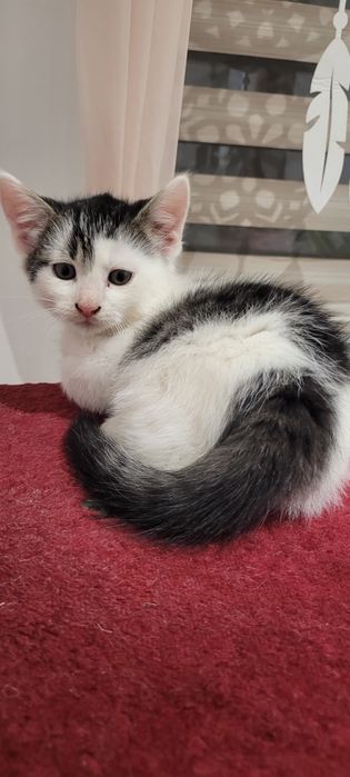 Oddam pięknego kotka